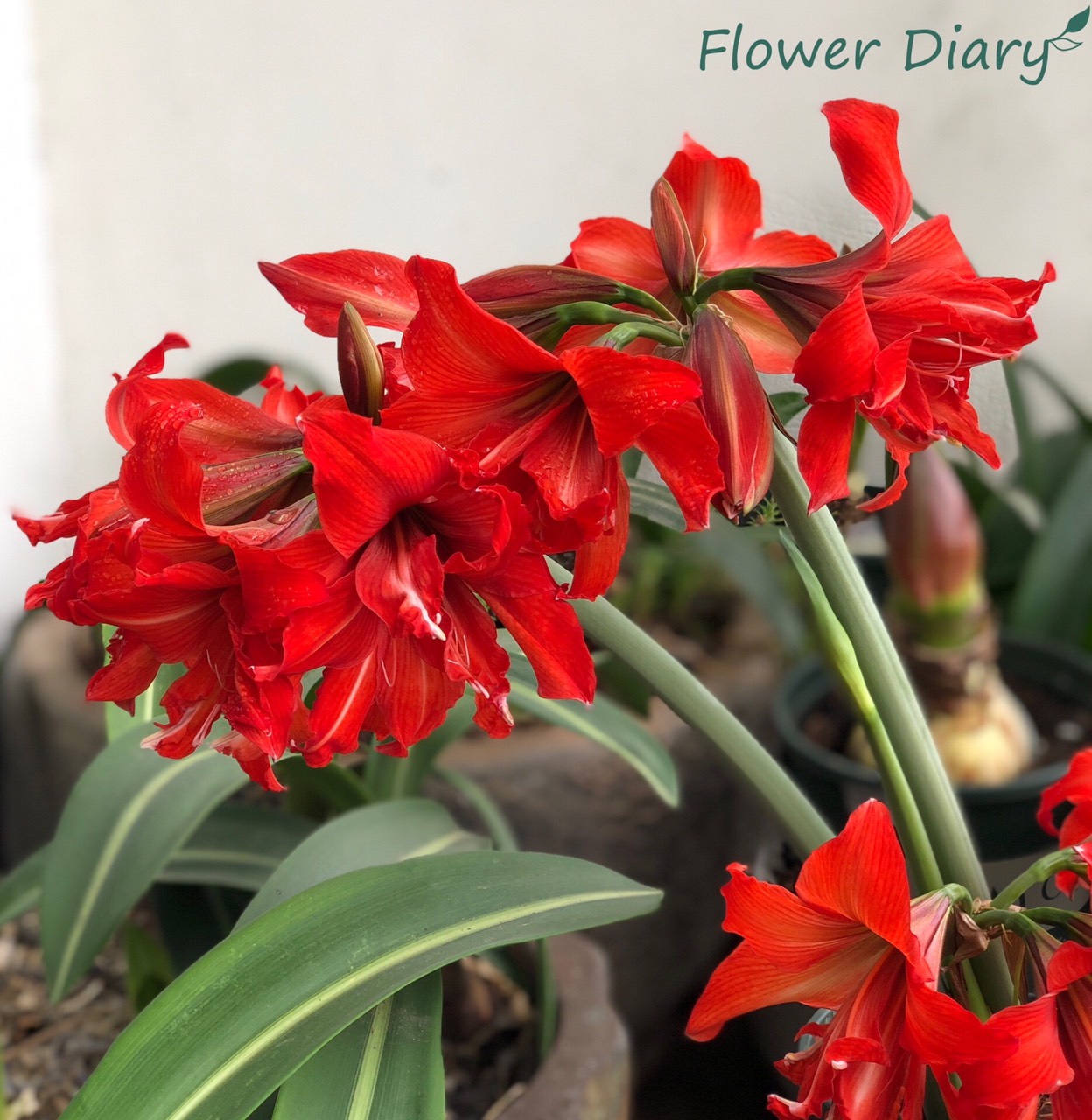 Củ hoa loa kèn | lan huệ cánh kép