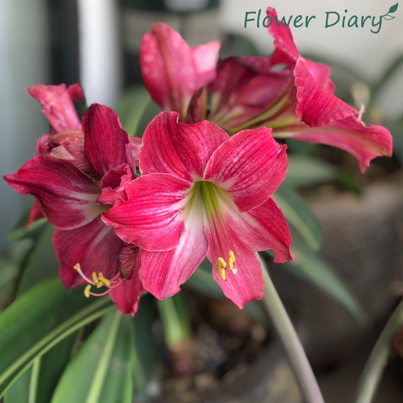 Củ hoa loa kèn | lan huệ cánh đơn