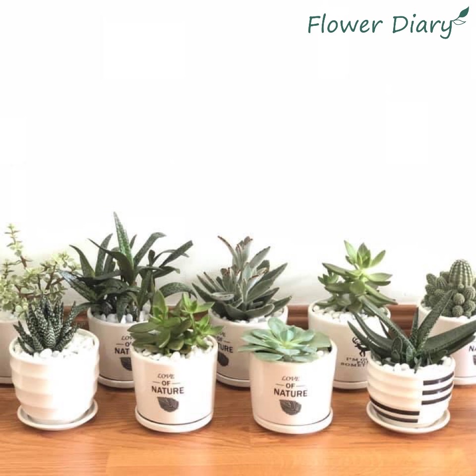 Chậu trồng cây xinh xắn (có đĩa lót)