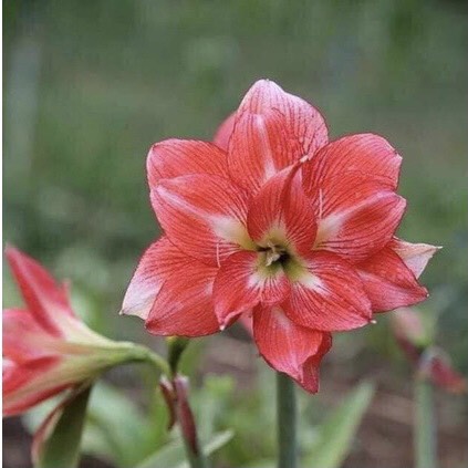 Củ hoa loa kèn | lan huệ cánh kép