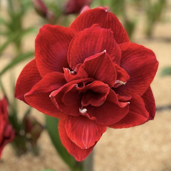 Củ hoa loa kèn | lan huệ cánh kép