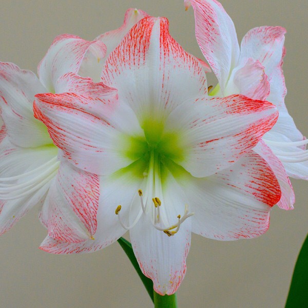 Củ hoa loa kèn | lan huệ cánh đơn