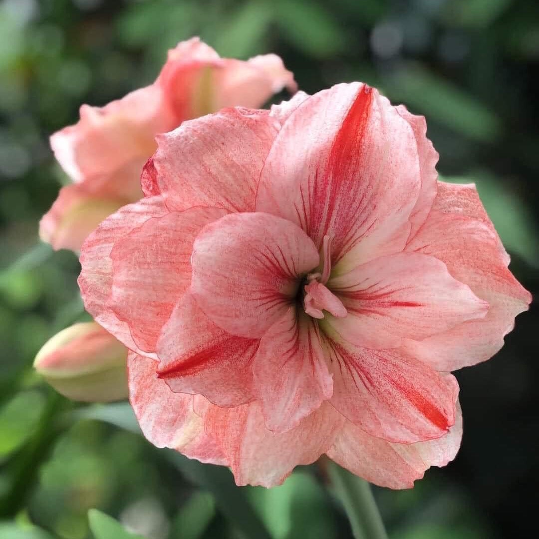 Củ hoa loa kèn | lan huệ cánh kép