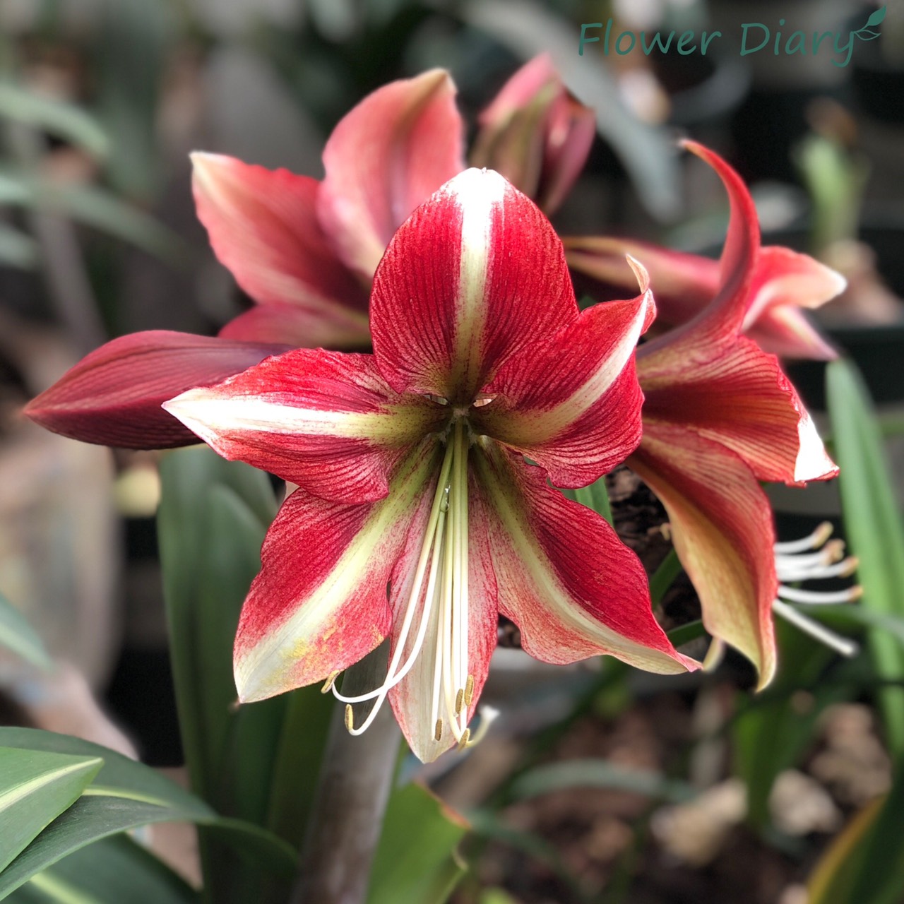 Củ hoa loa kèn | lan huệ cánh đơn