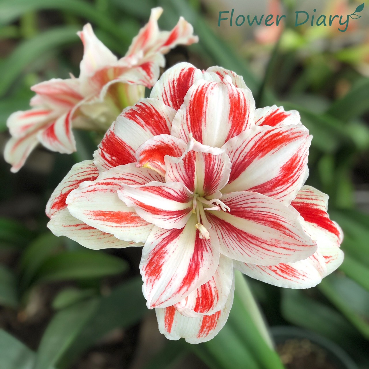 Củ hoa loa kèn | lan huệ cánh kép