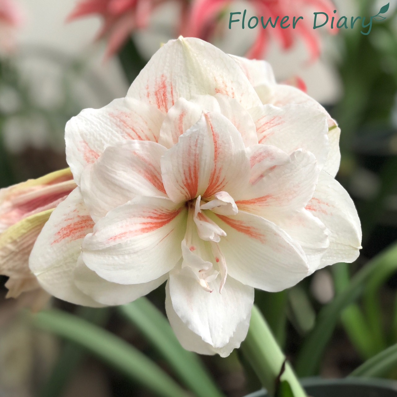 Củ hoa loa kèn | lan huệ cánh kép