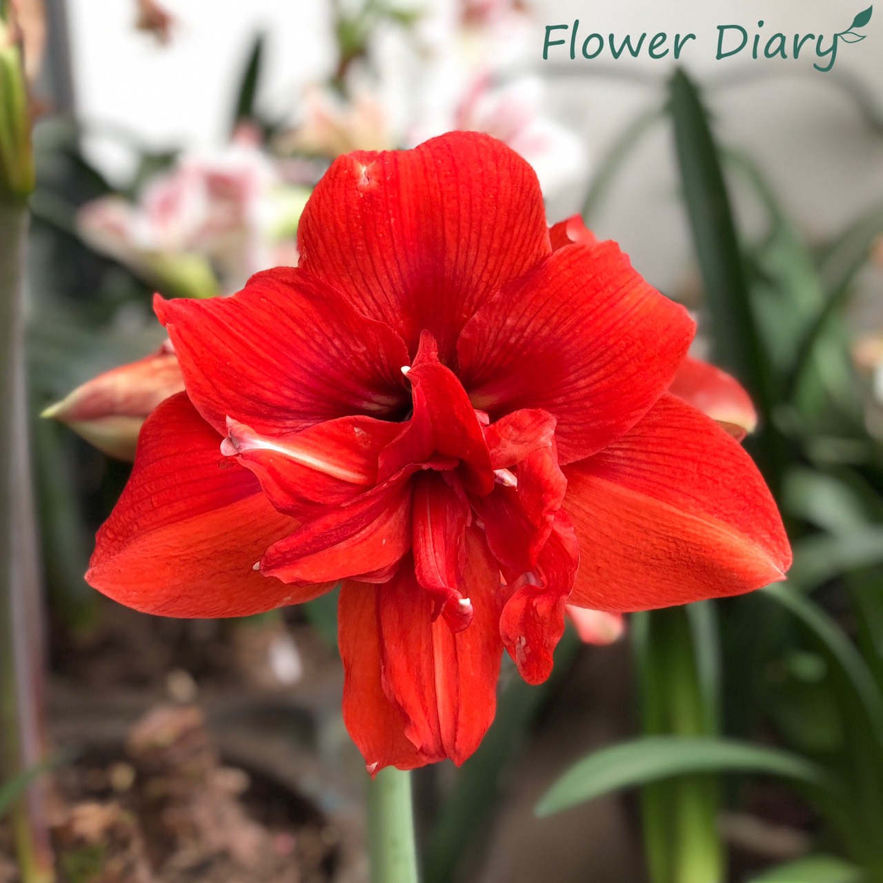 Củ hoa loa kèn | lan huệ cánh kép