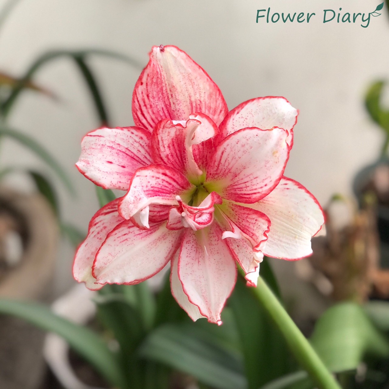 Củ hoa loa kèn | lan huệ cánh kép