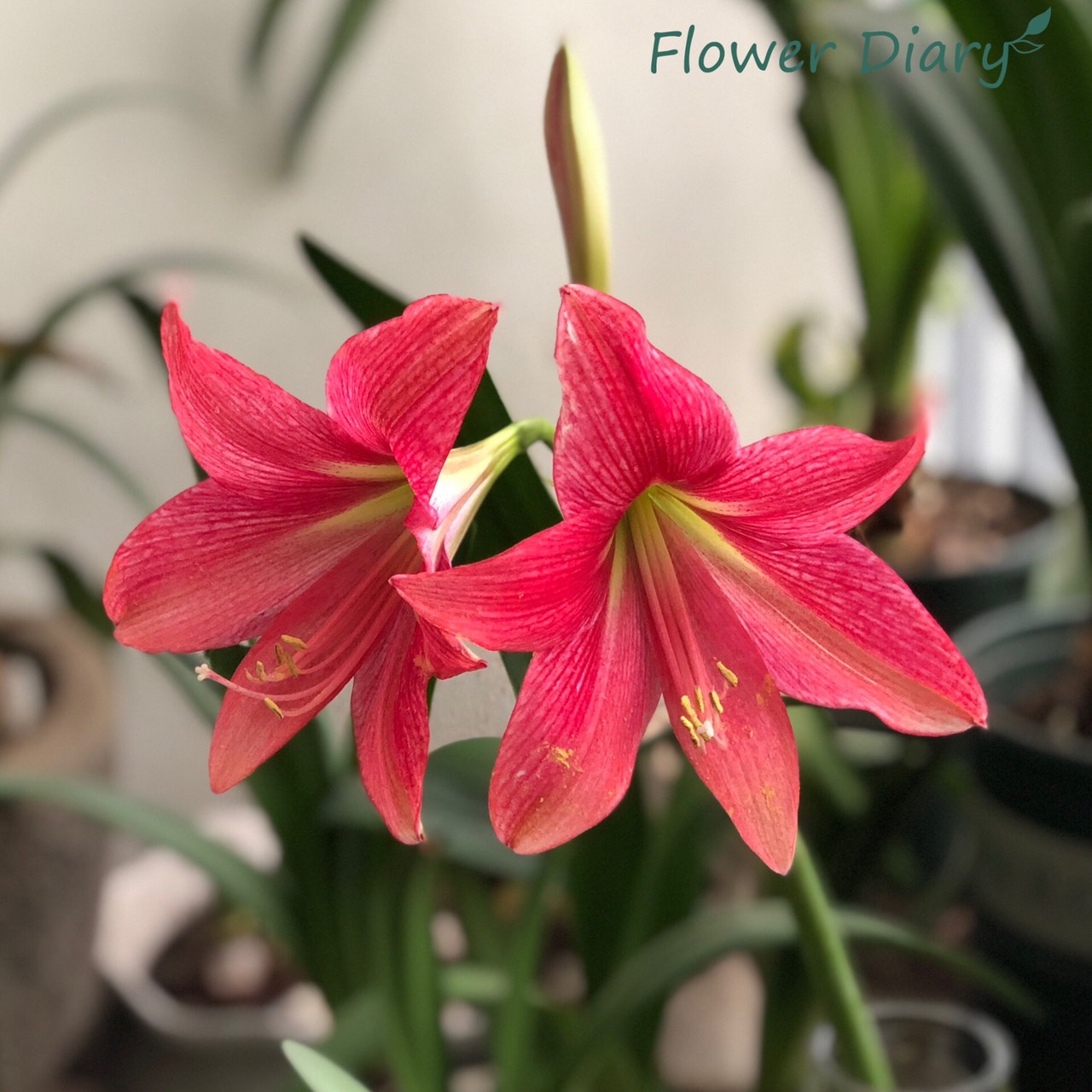 Củ hoa loa kèn | lan huệ cánh đơn