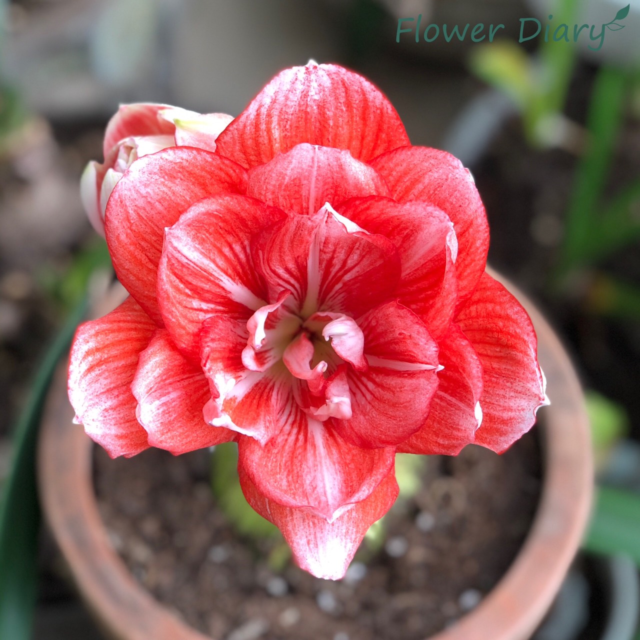 Hippeastrum Double Shine