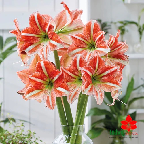 Củ hoa loa kèn | lan huệ cánh đơn