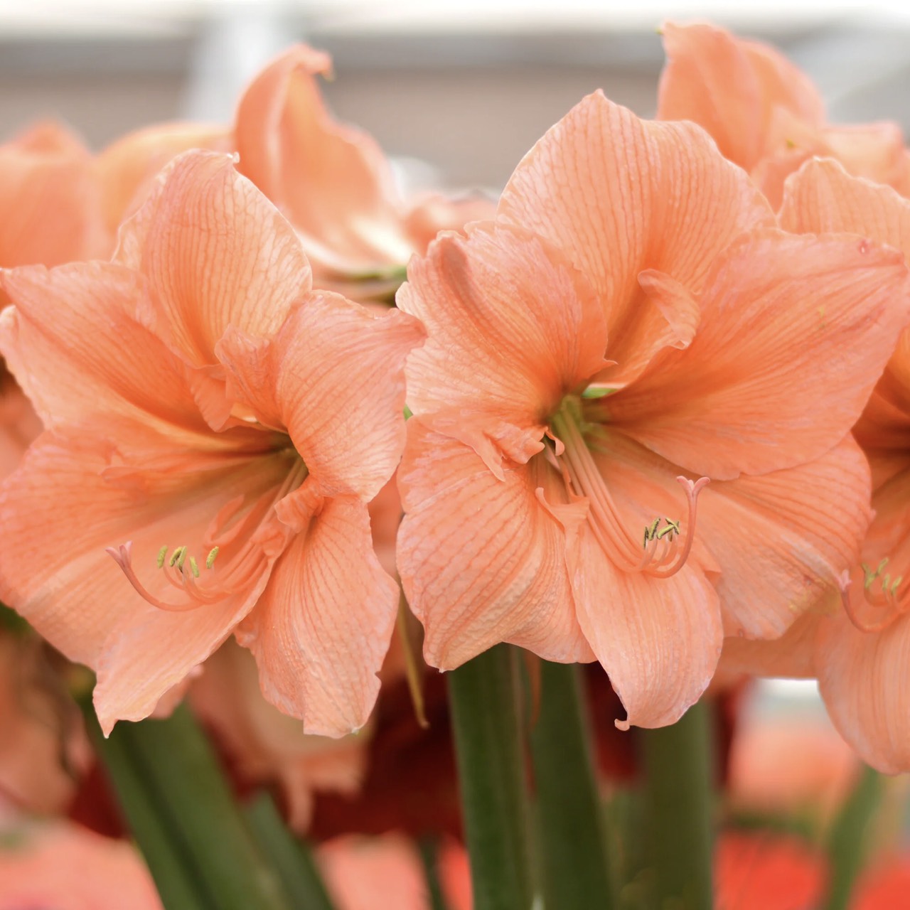 Củ hoa loa kèn | lan huệ cánh kép