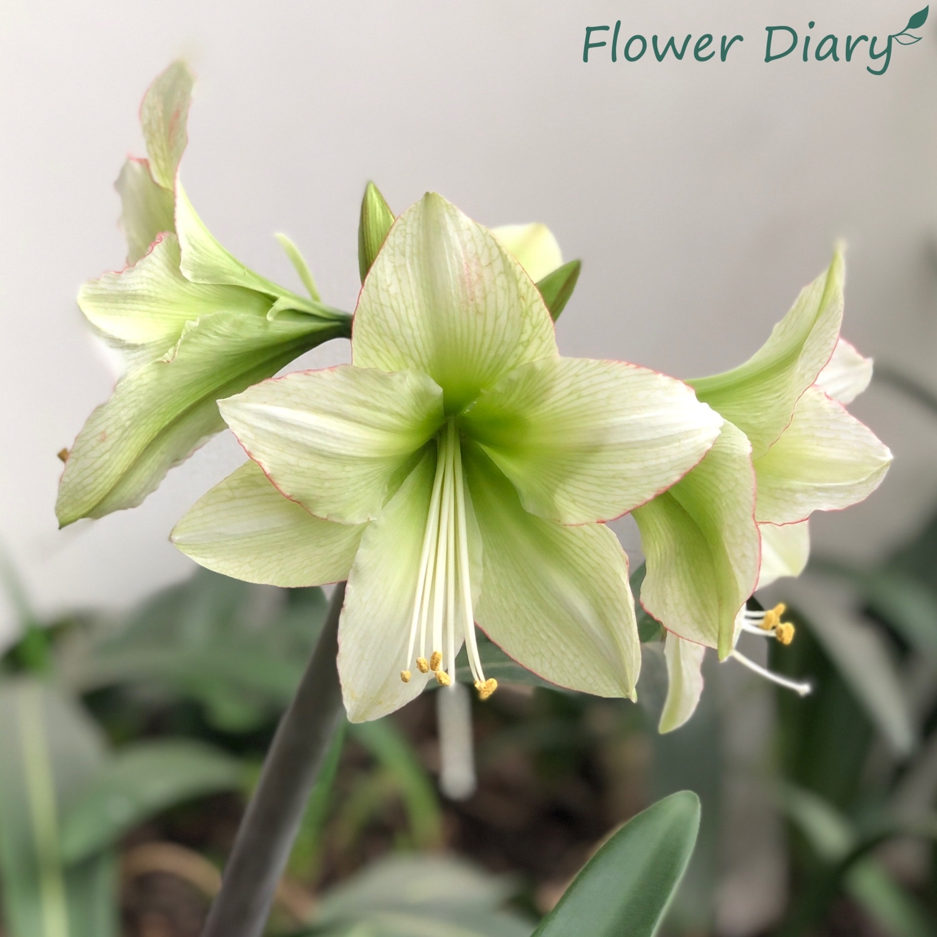 Củ hoa loa kèn | lan huệ cánh đơn