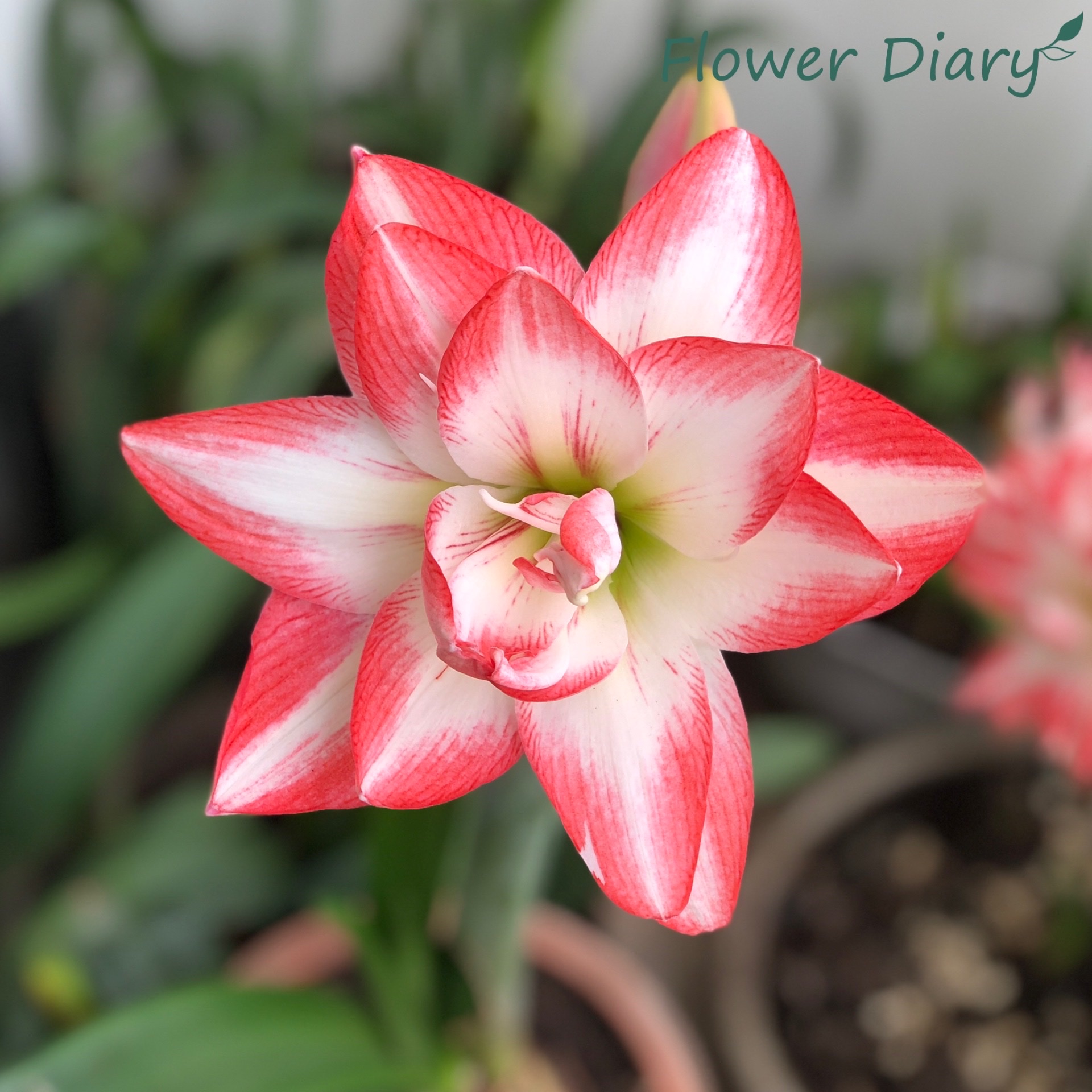 Củ hoa loa kèn | lan huệ cánh kép