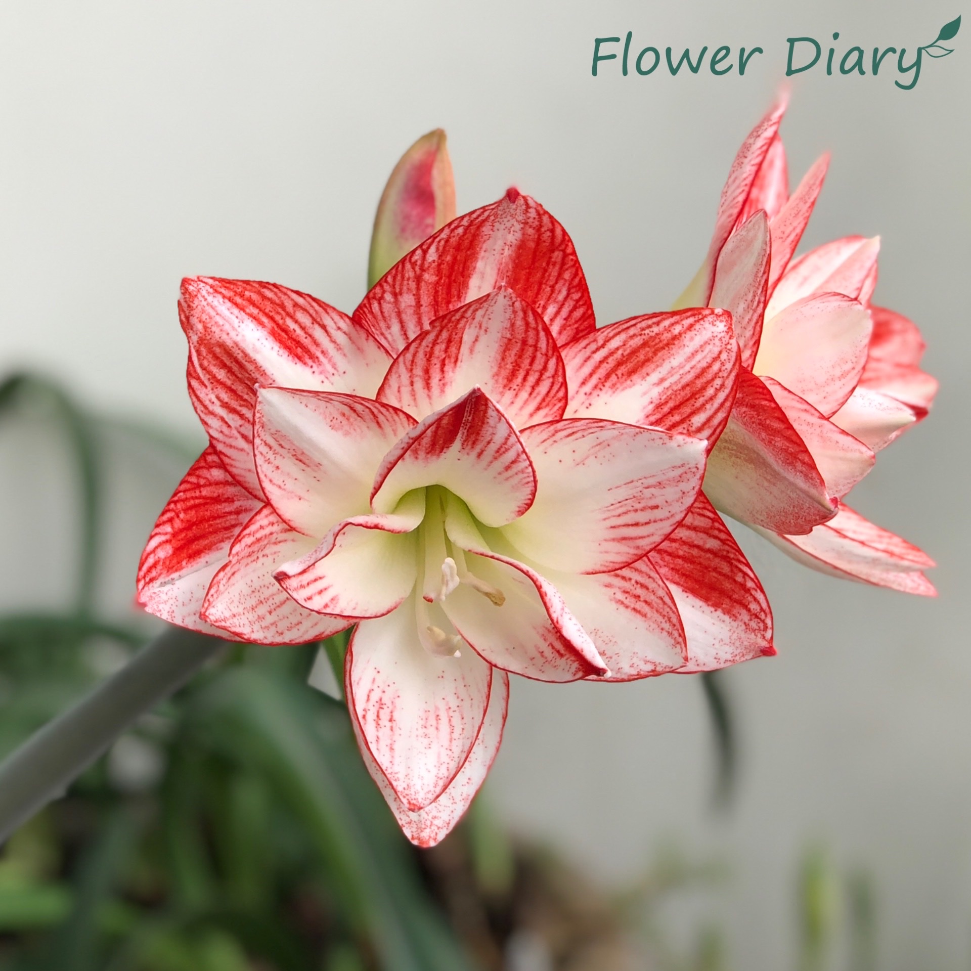 Củ hoa loa kèn | lan huệ cánh kép