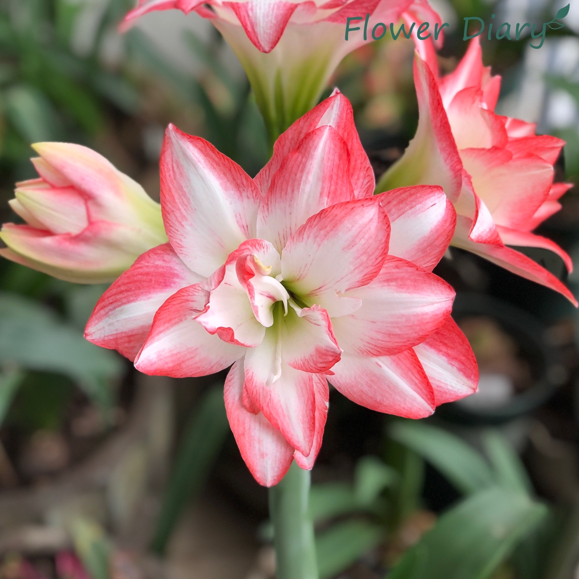 Củ hoa loa kèn | lan huệ cánh kép