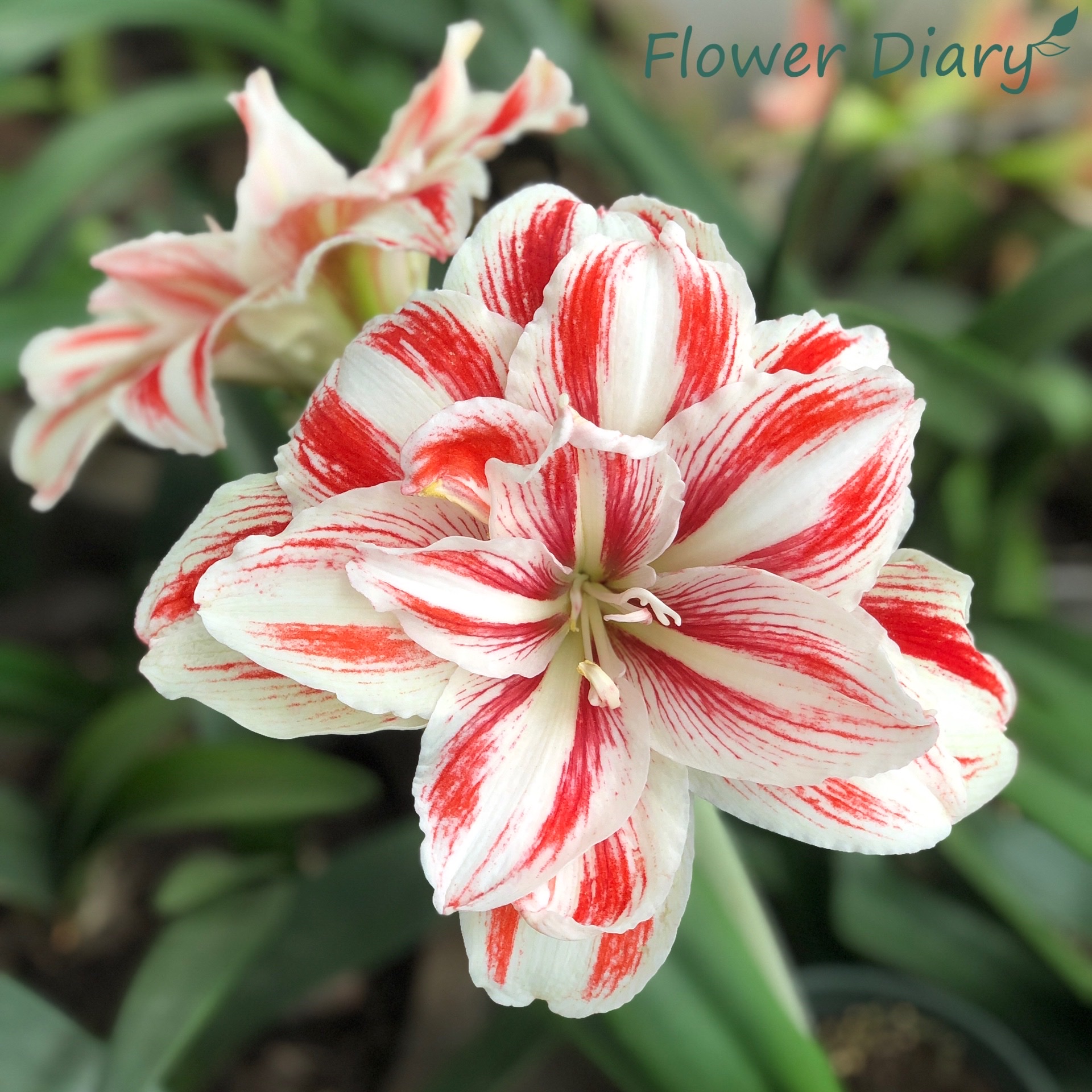 Củ hoa loa kèn | lan huệ cánh kép