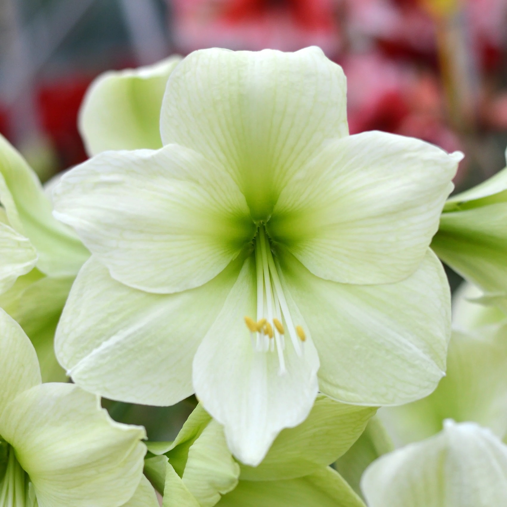 Củ hoa loa kèn | lan huệ cánh đơn