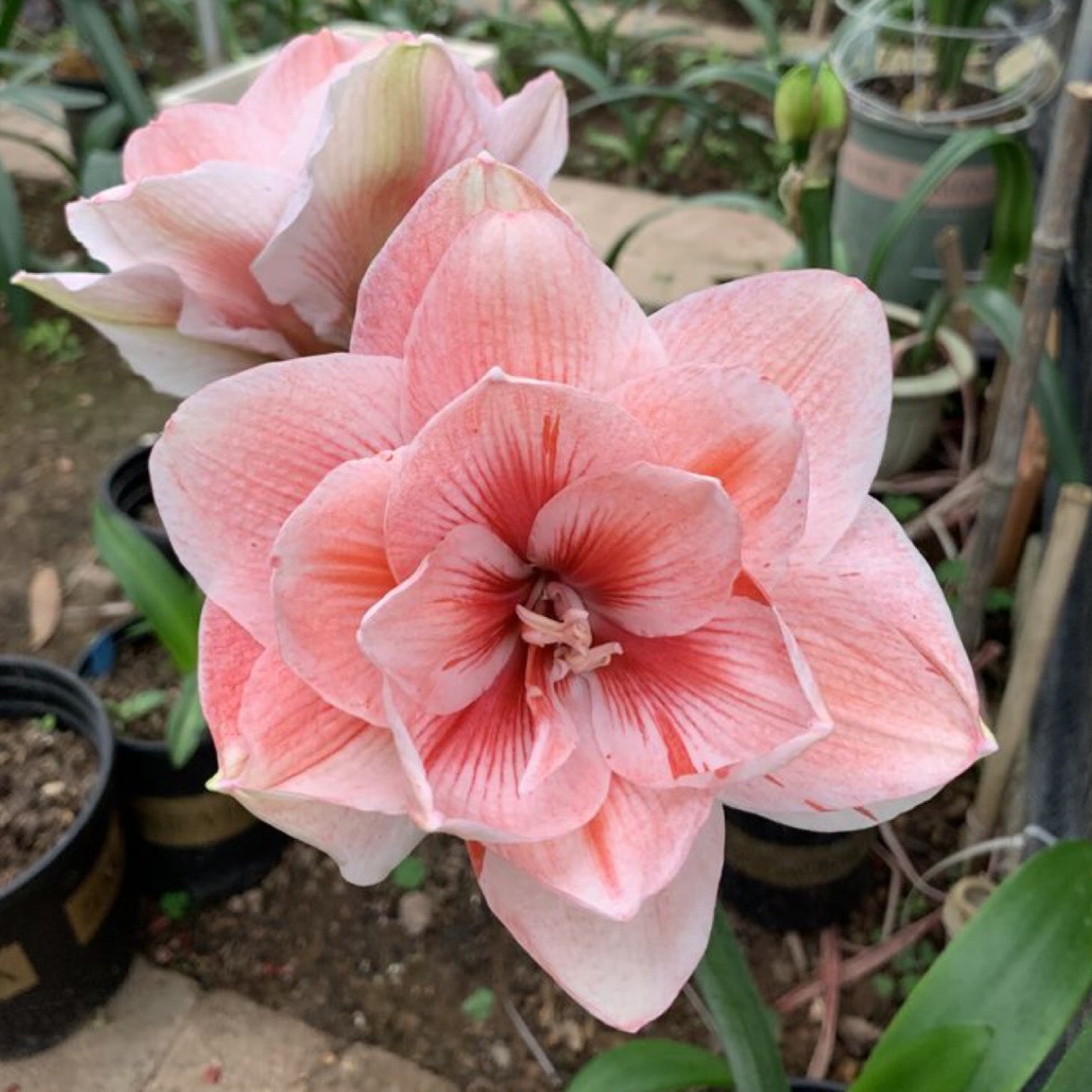 Củ hoa loa kèn | lan huệ cánh kép