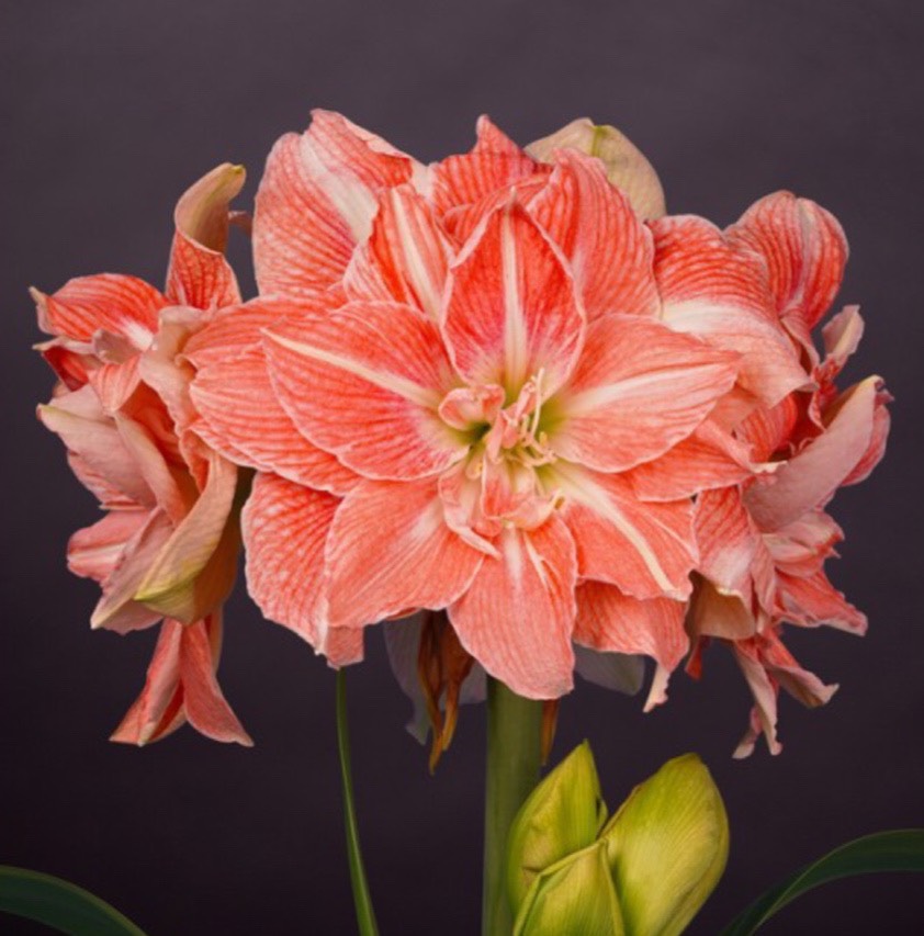 Củ hoa loa kèn | lan huệ cánh kép