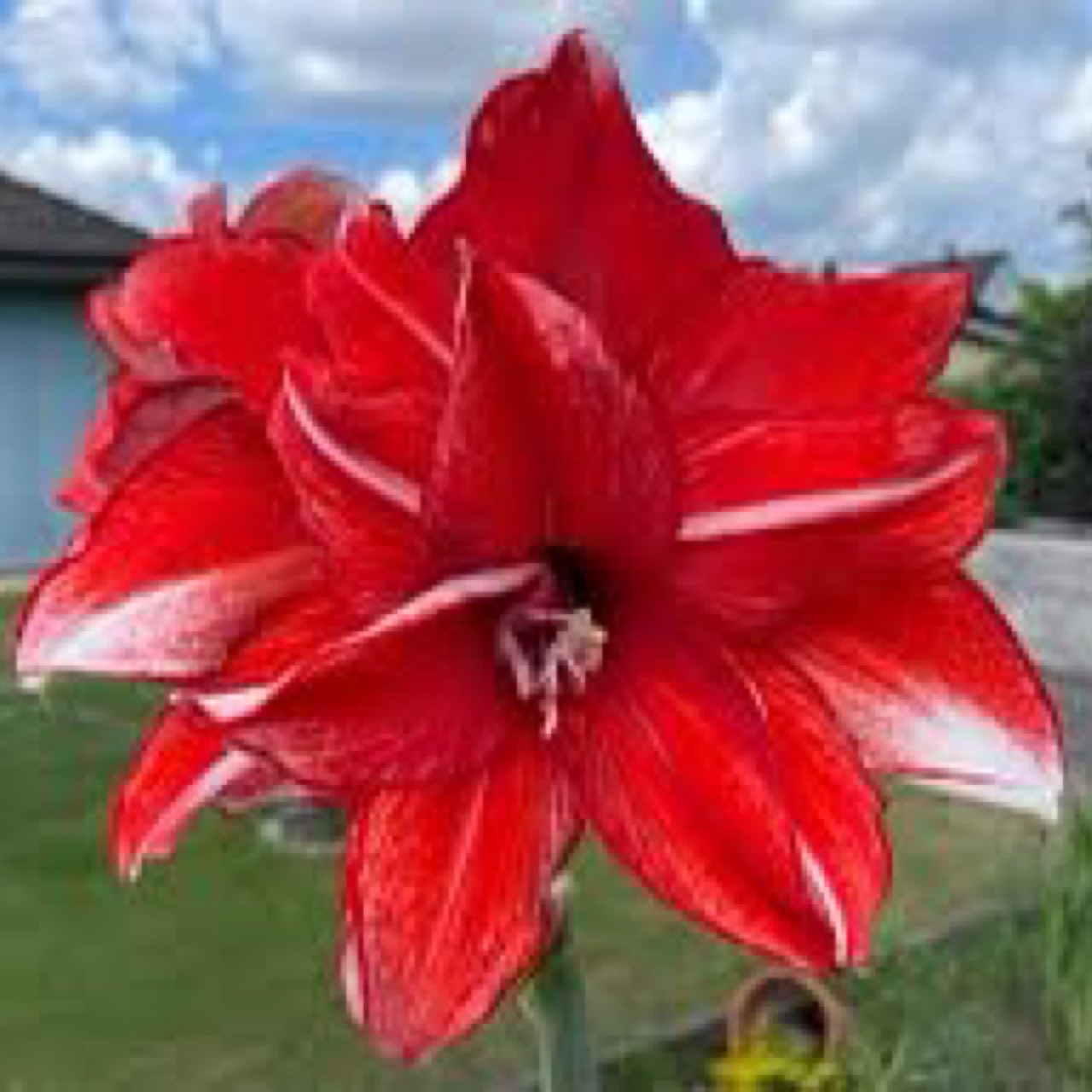 Củ hoa loa kèn | lan huệ cánh kép