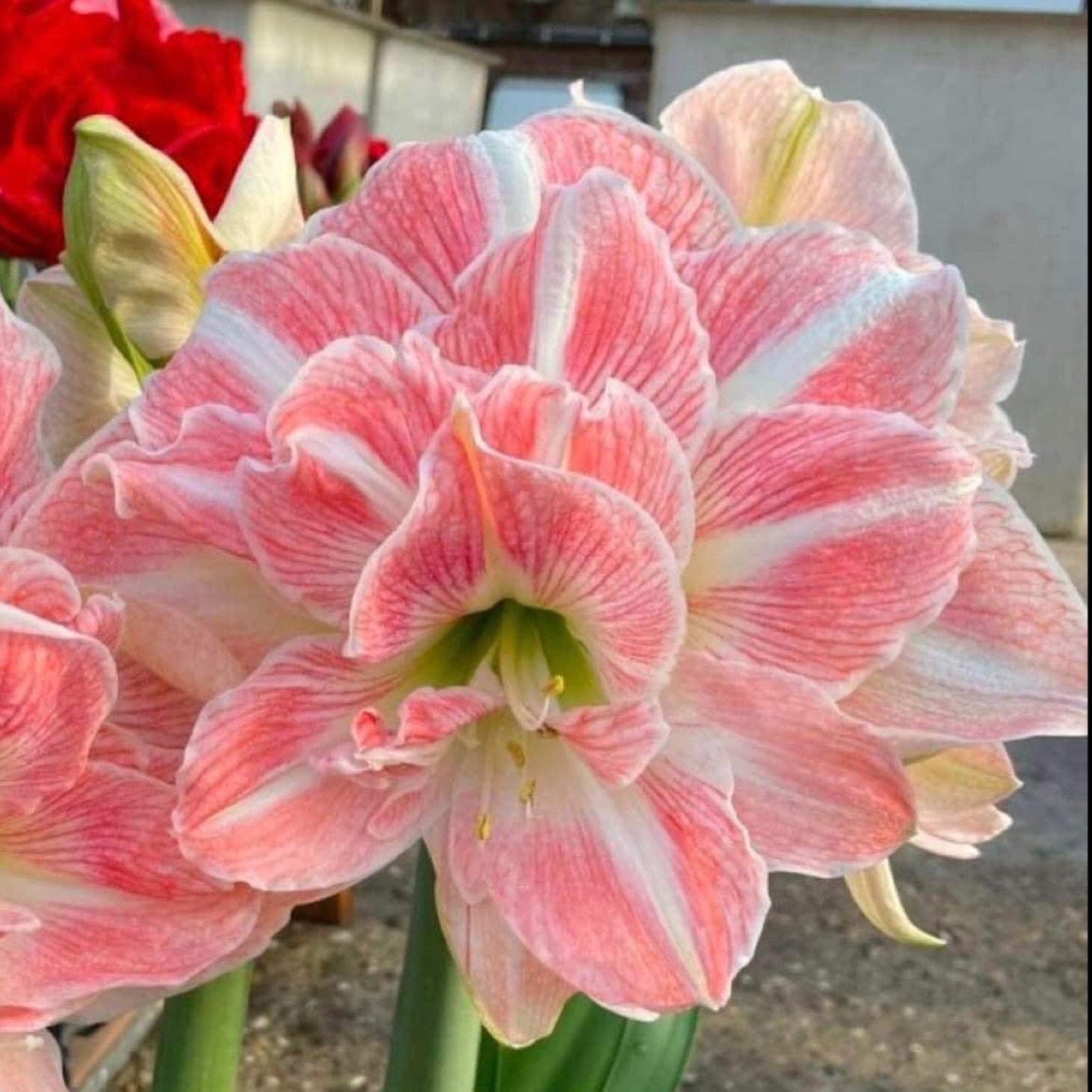 Củ hoa loa kèn | lan huệ cánh kép