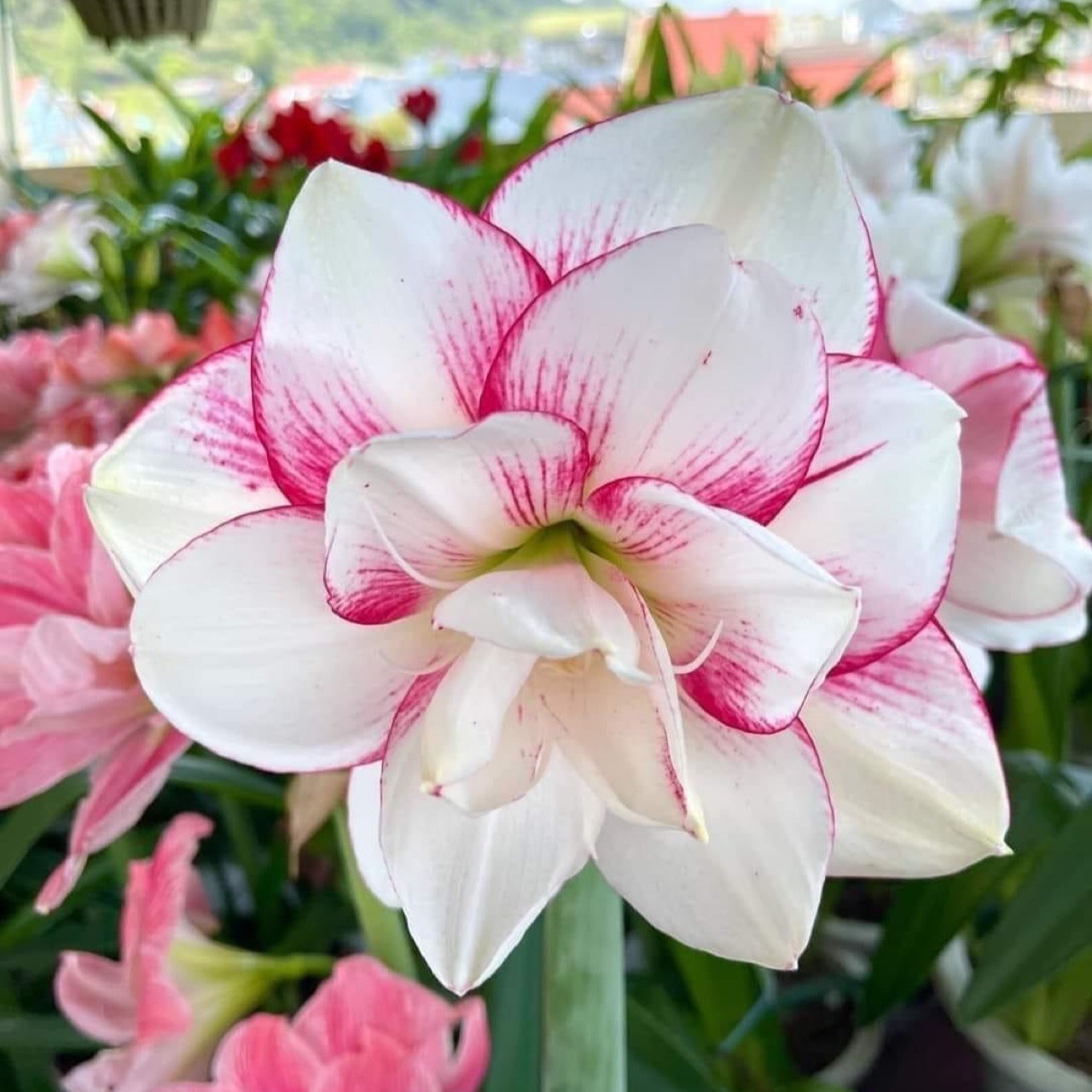 Củ hoa loa kèn | lan huệ cánh kép