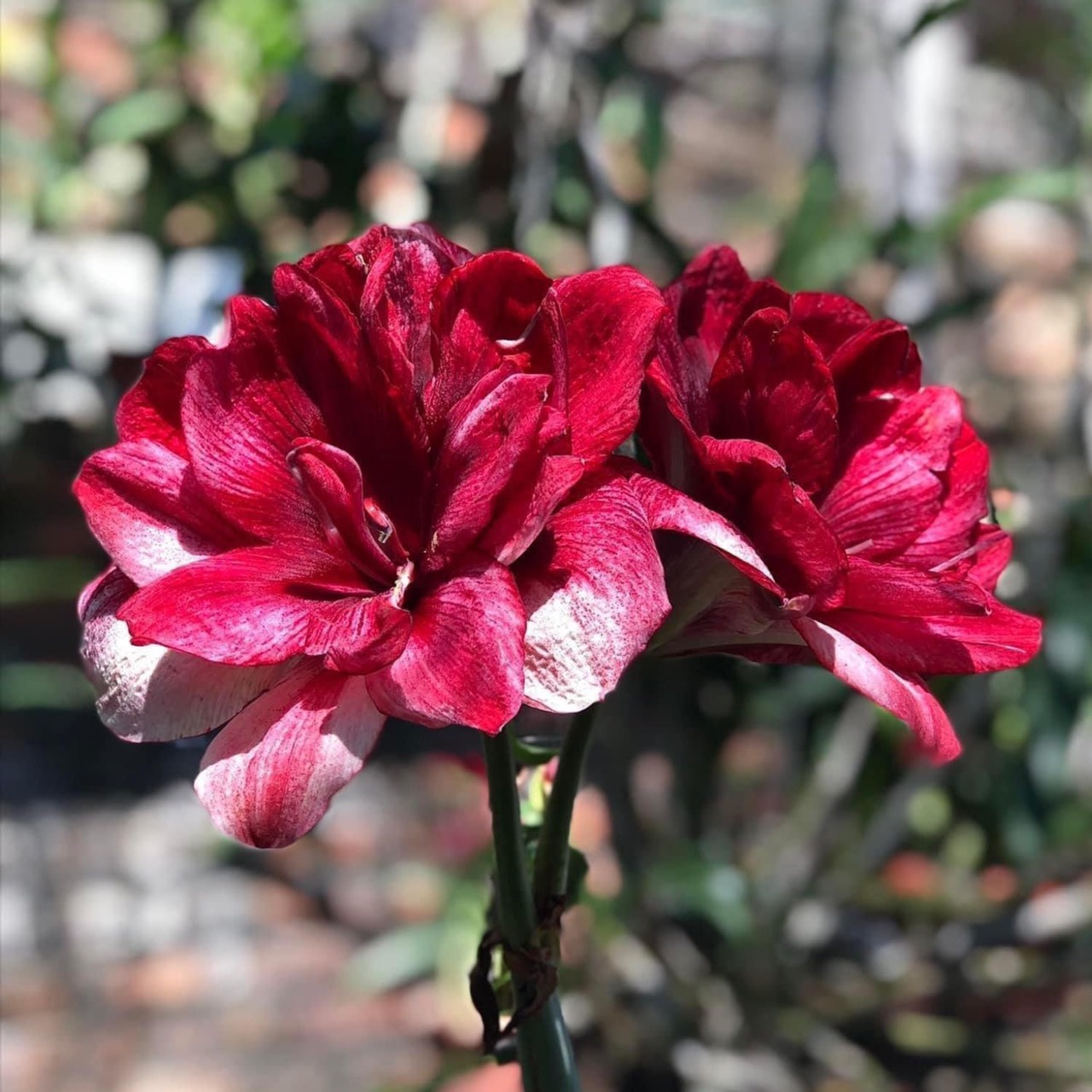 Củ giống hoa loa kèn | lan huệ cánh kép (củ con)