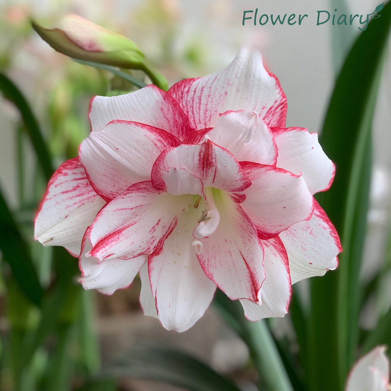 Củ giống hoa loa kèn | lan huệ cánh kép (củ con)