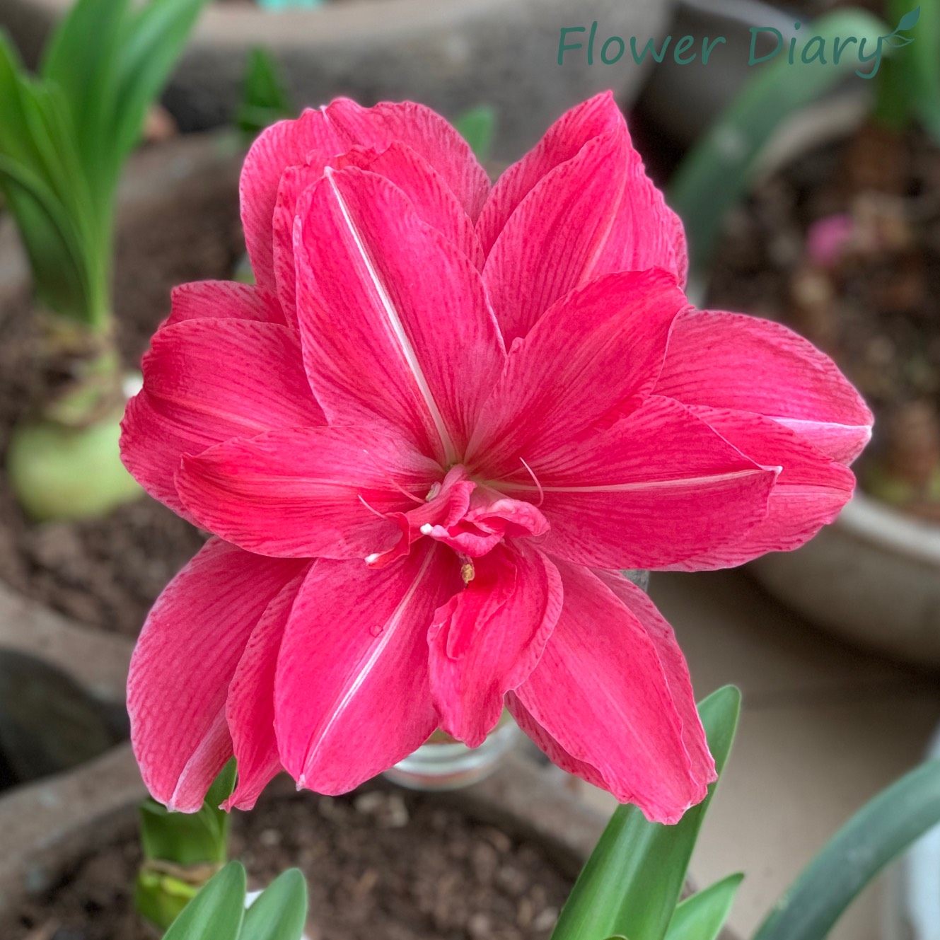 Củ hoa loa kèn | lan huệ cánh kép