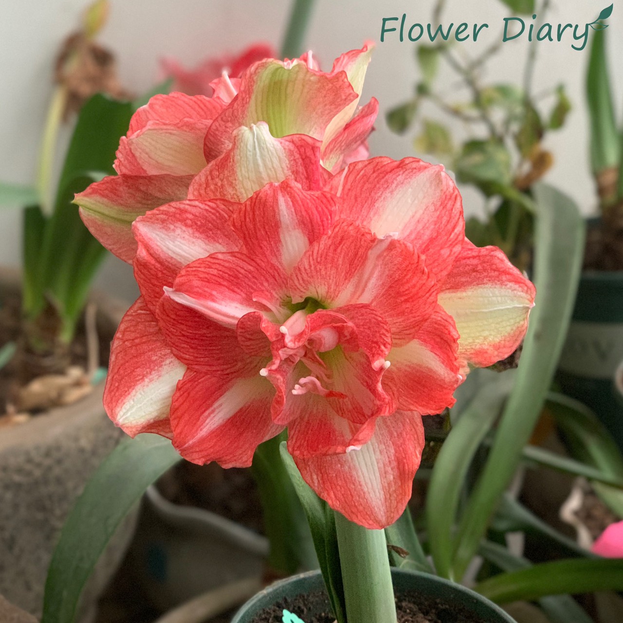 Củ hoa loa kèn | lan huệ cánh kép