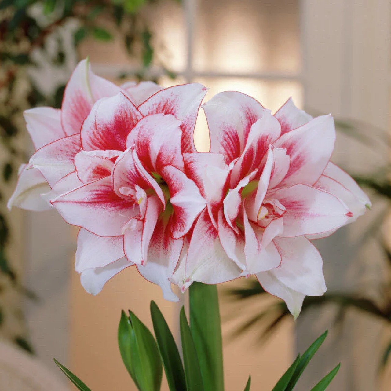 Củ hoa loa kèn | lan huệ cánh kép