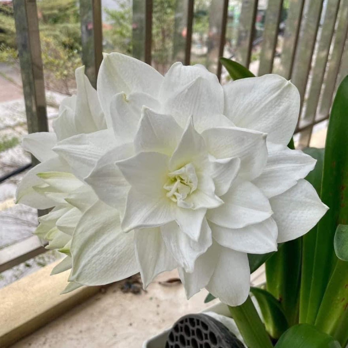 Củ hoa loa kèn | lan huệ cánh kép