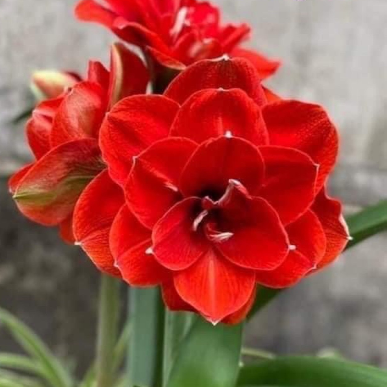 Củ giống hoa loa kèn | lan huệ cánh kép (củ con)