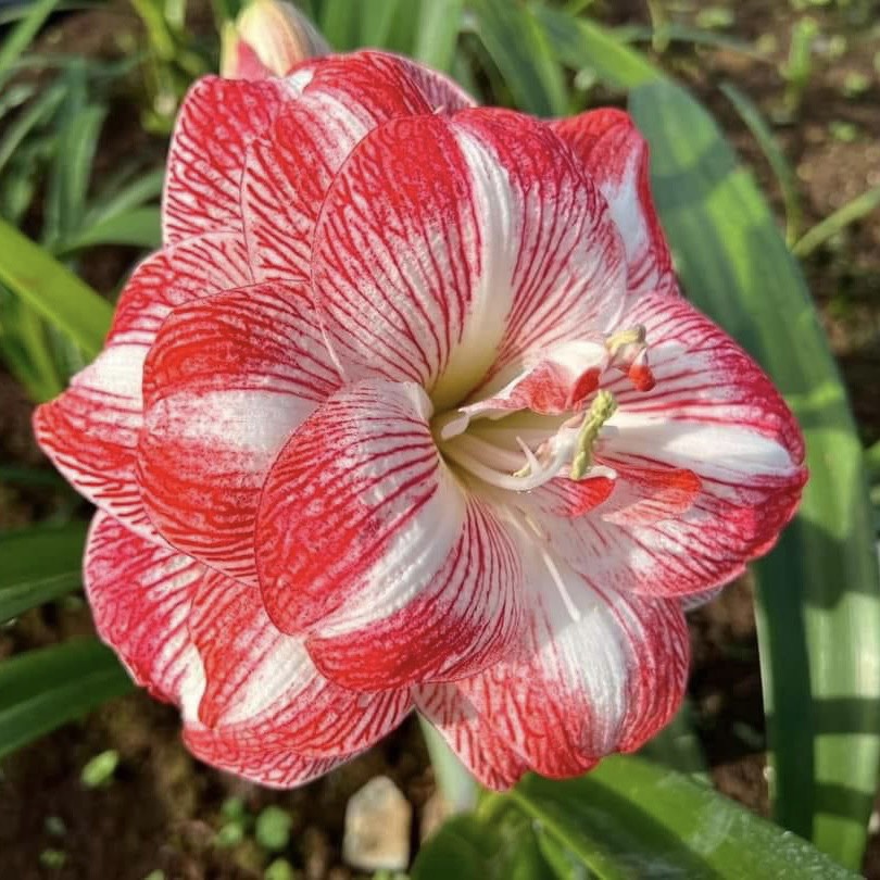 Củ hoa loa kèn | lan huệ cánh kép