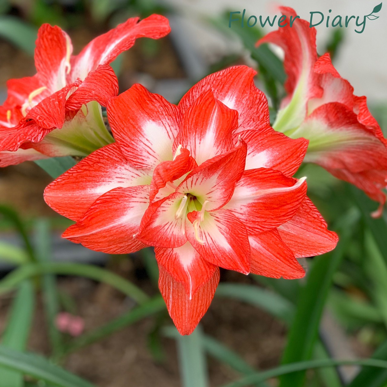 Củ giống hoa loa kèn | lan huệ cánh kép (củ con)