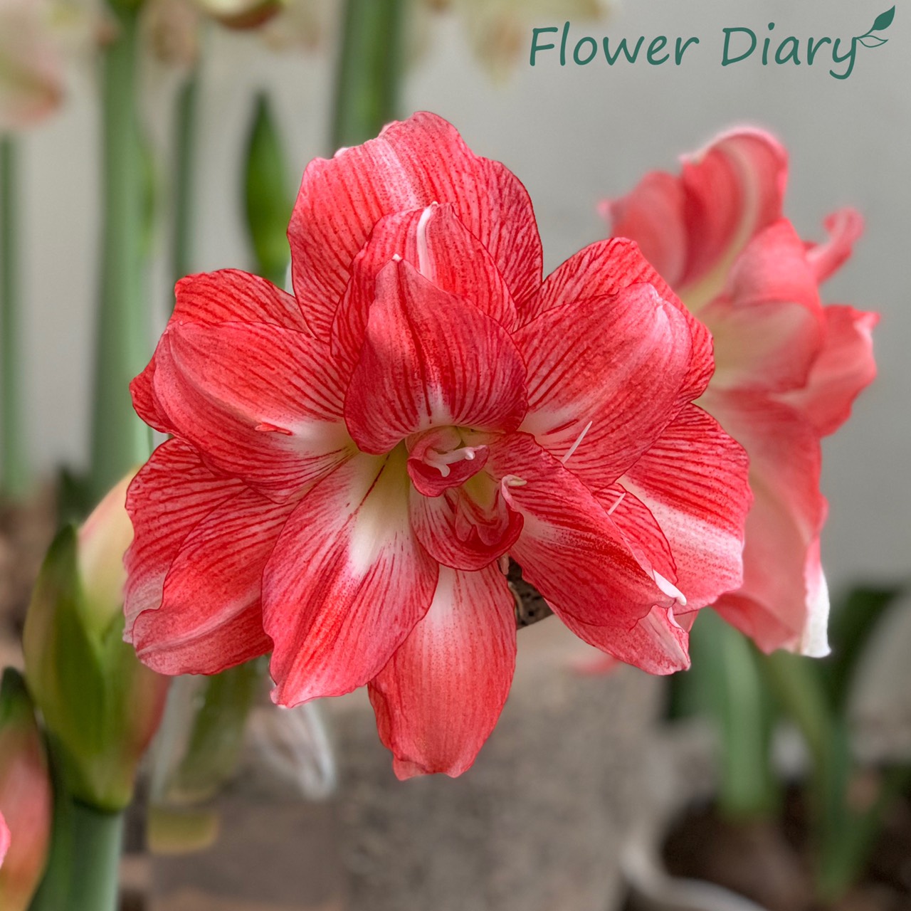 Củ hoa loa kèn | lan huệ cánh kép