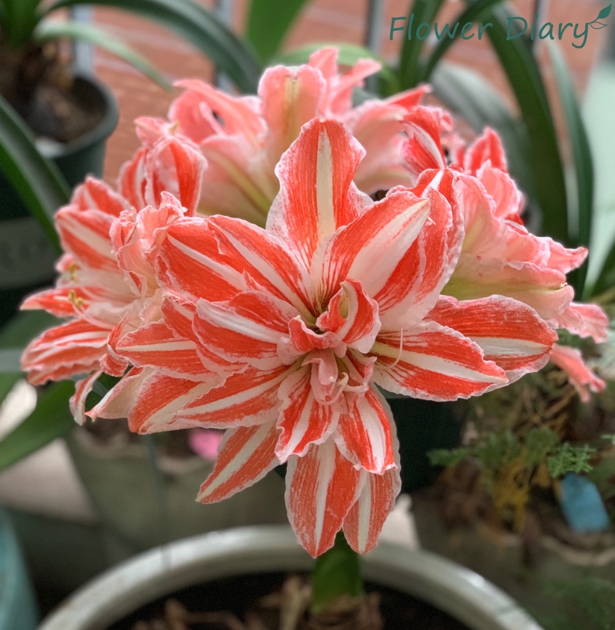 Củ giống hoa loa kèn | lan huệ cánh kép (củ con)