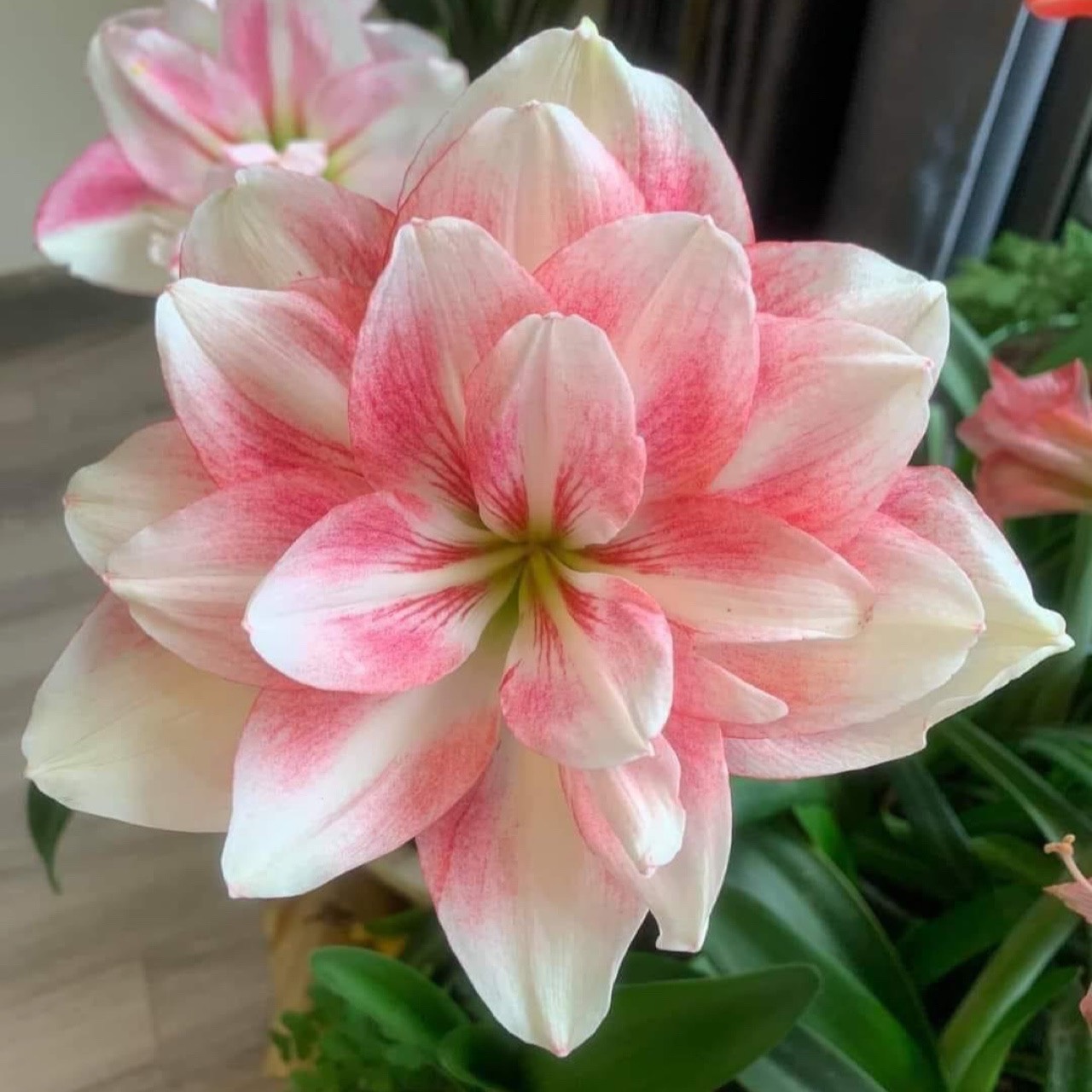 Củ giống hoa loa kèn | lan huệ cánh kép (củ con)