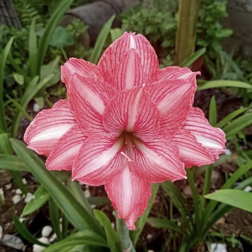 Củ giống hoa loa kèn | lan huệ cánh kép (củ con)