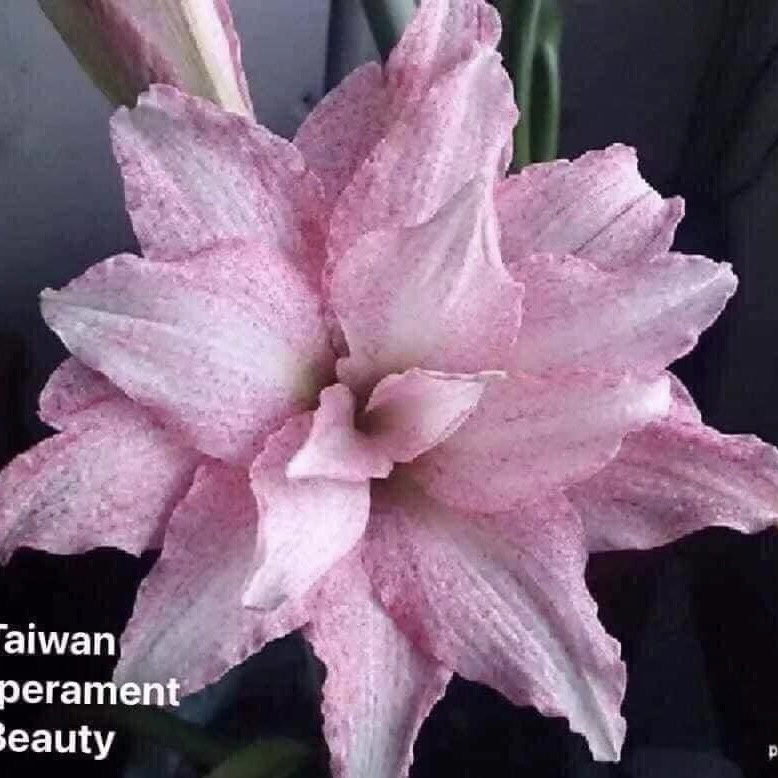 Củ giống hoa loa kèn | lan huệ cánh kép (củ con)