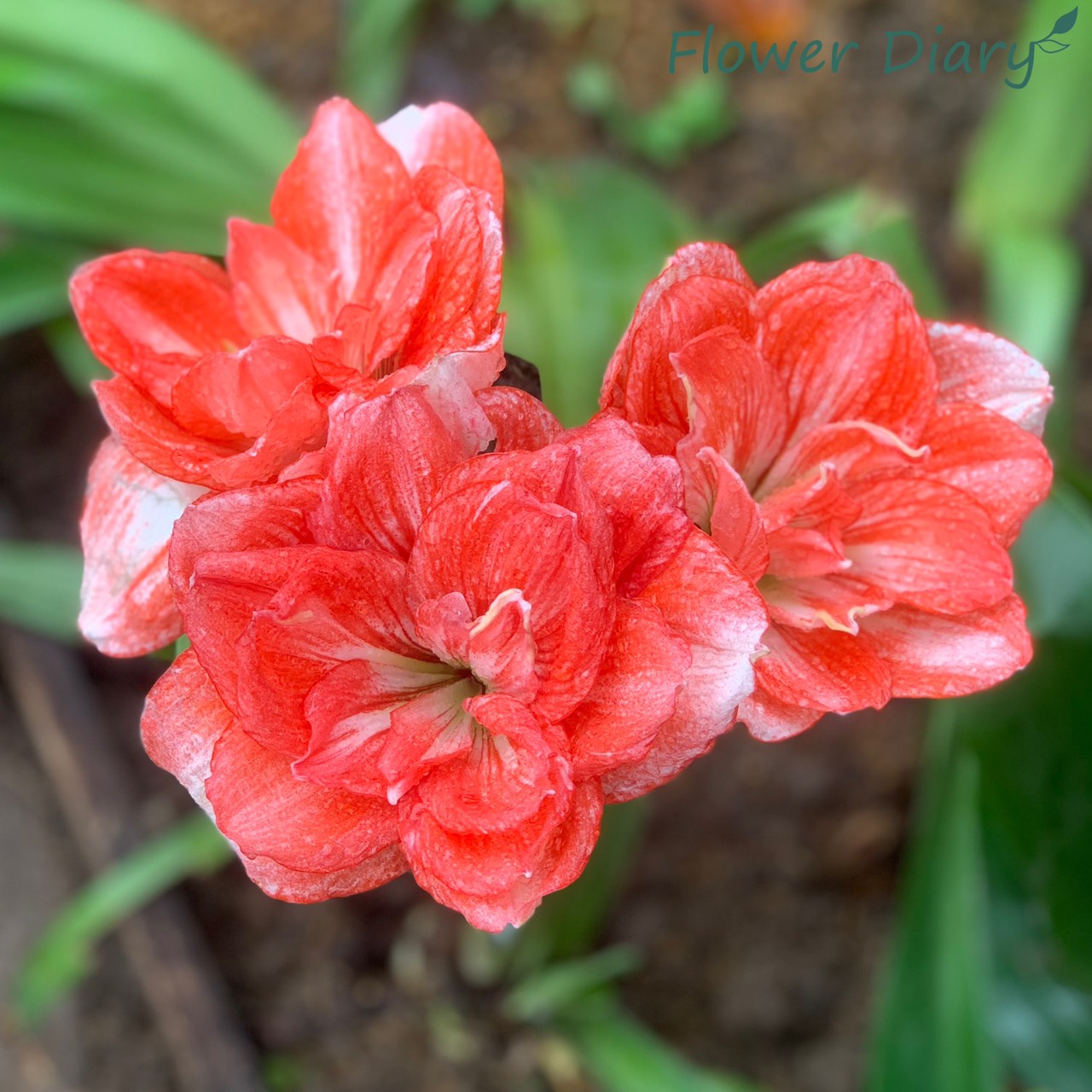 Củ giống hoa loa kèn | lan huệ cánh kép (củ con)