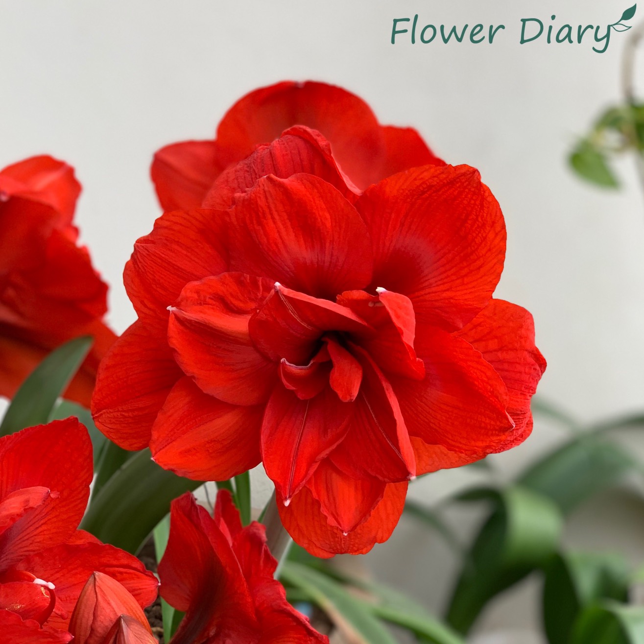 Củ hoa loa kèn | lan huệ cánh kép