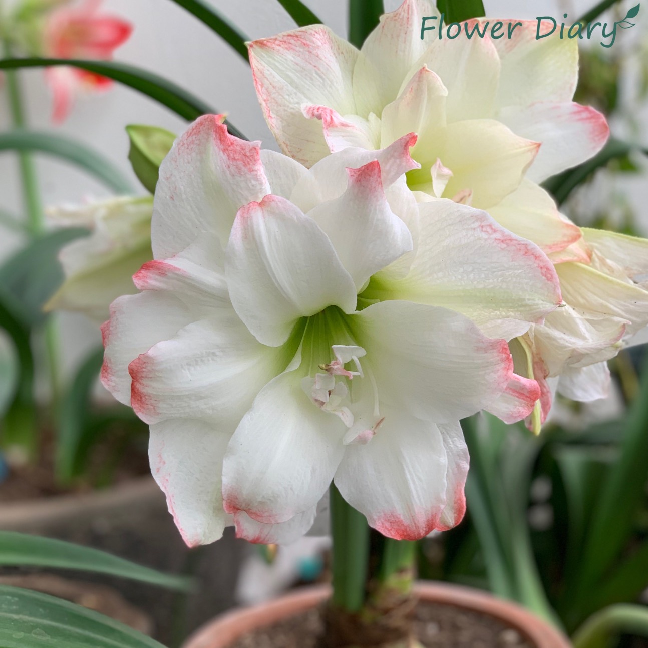 Củ giống hoa loa kèn | lan huệ cánh kép (củ con)