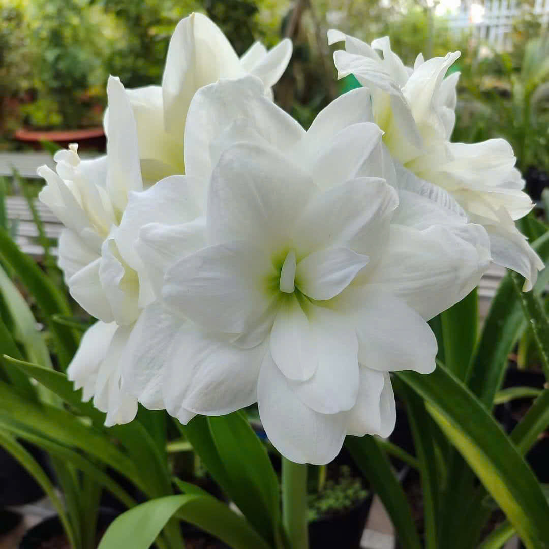 Củ giống hoa loa kèn | lan huệ cánh kép (củ con)