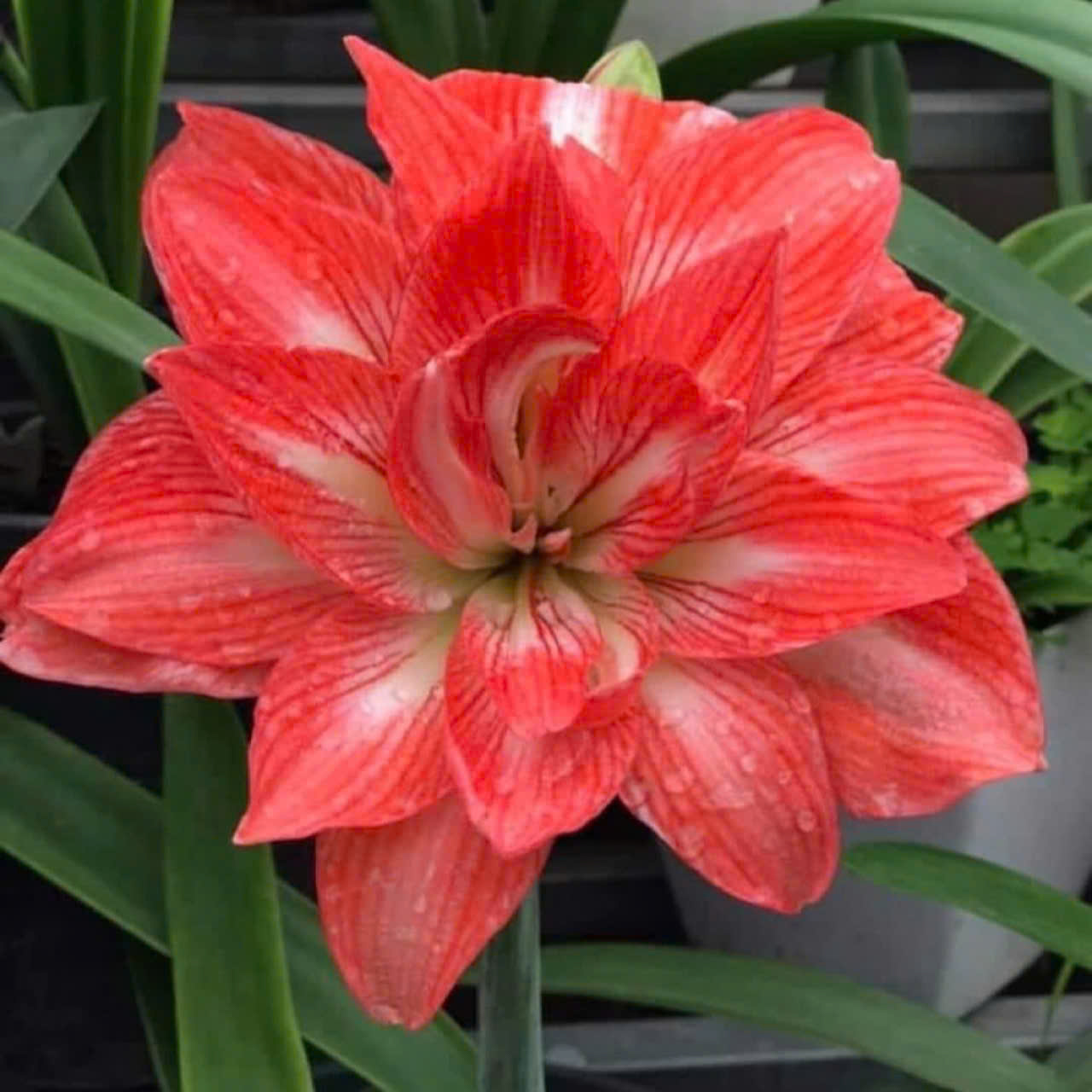 Củ giống hoa loa kèn | lan huệ cánh kép (củ con)