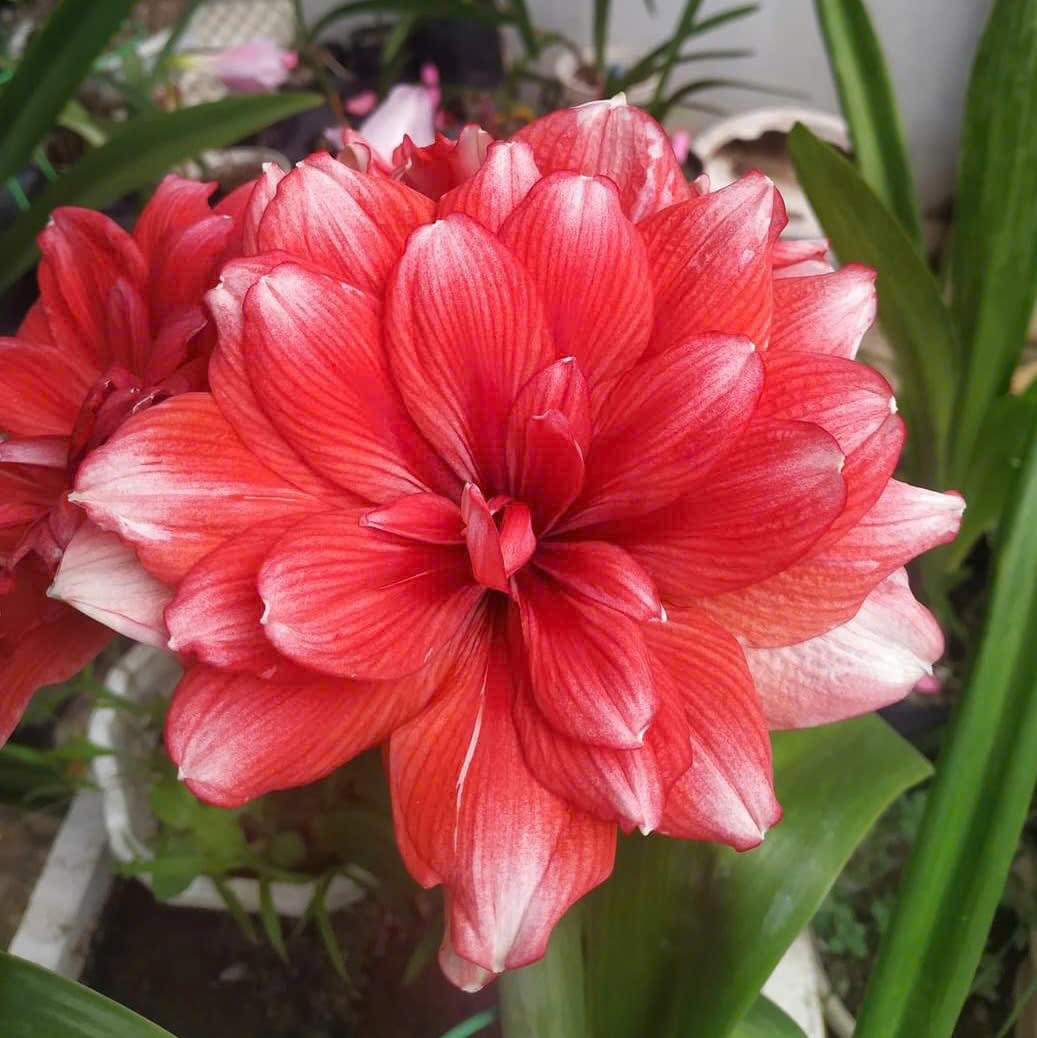 Củ hoa loa kèn | lan huệ cánh kép