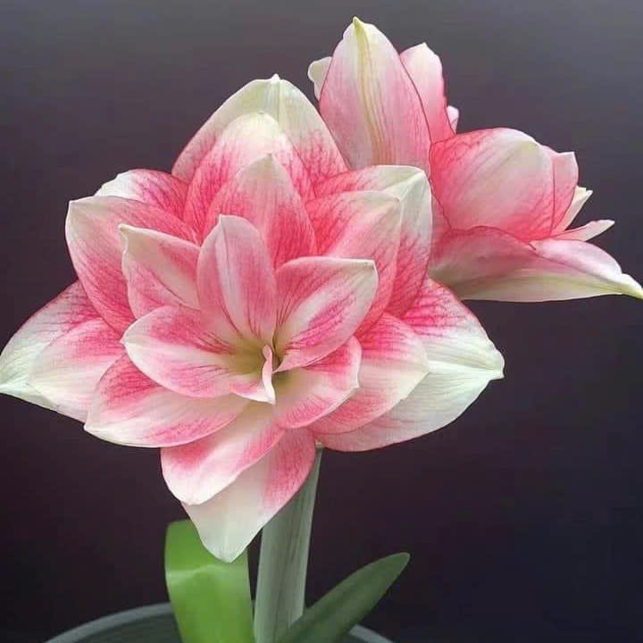 Củ giống hoa loa kèn | lan huệ cánh kép (củ con)