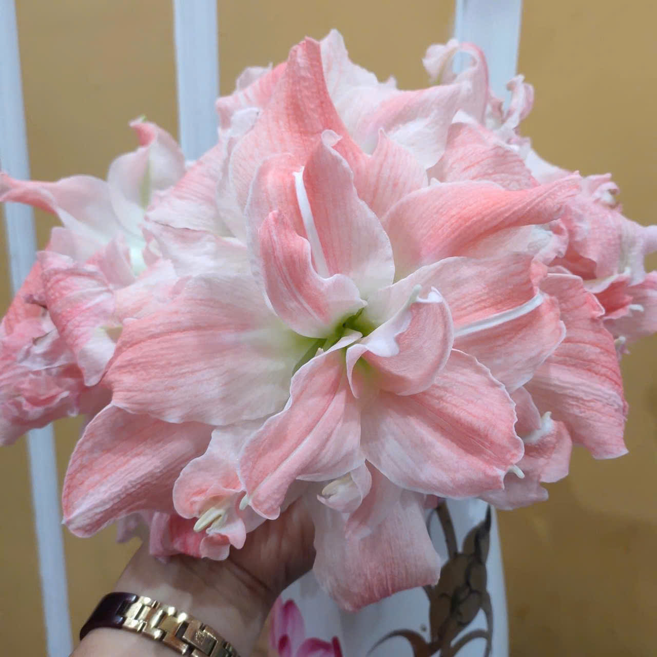 Củ hoa loa kèn | lan huệ cánh kép