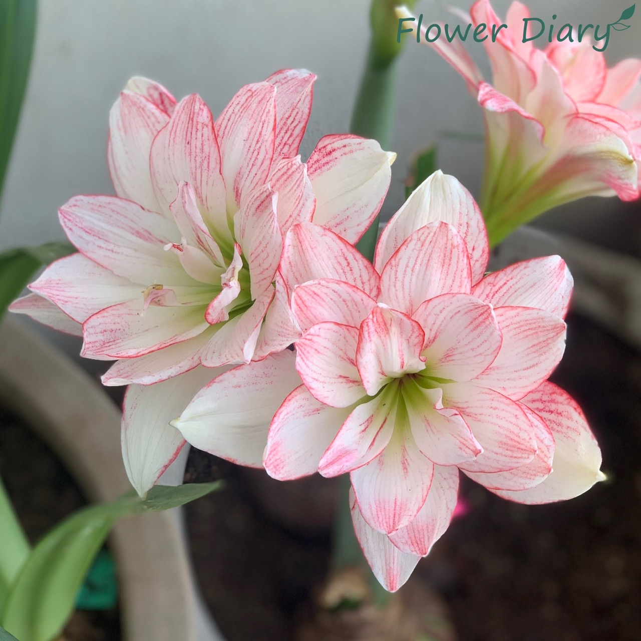 Củ hoa loa kèn | lan huệ cánh kép